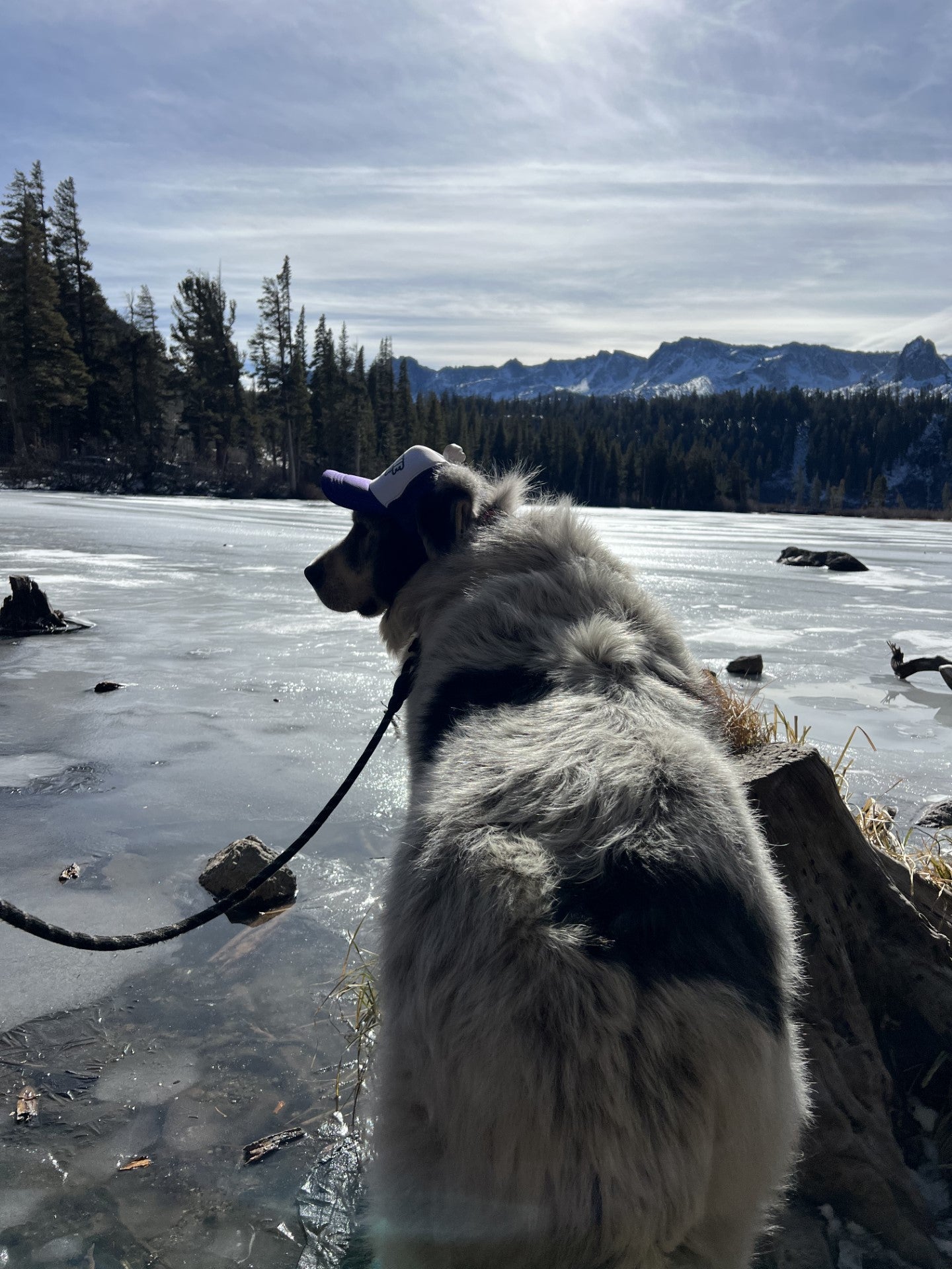 Lanterna de raça grande com chapéu de cachorro Ritchie the PYR