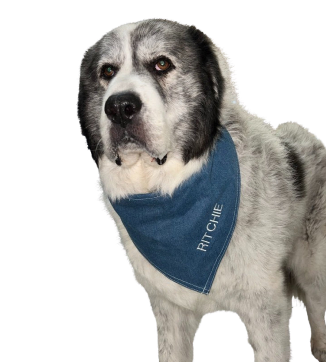 Personalized Denim Bandana