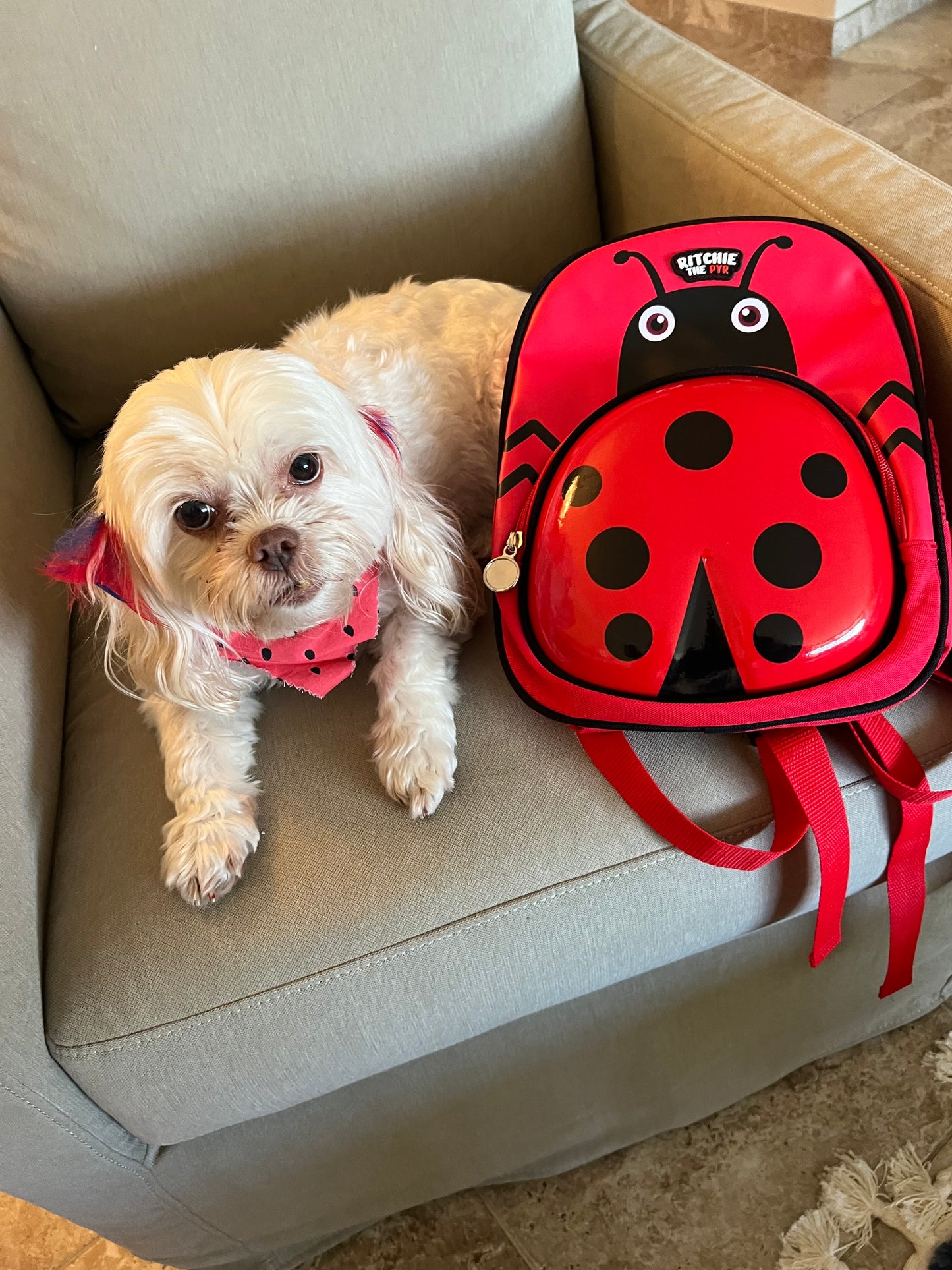 Ladybug Backpack Medium to Large Dogs