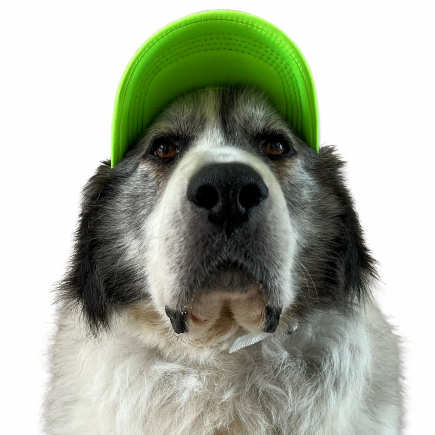 LOGO Dog Hat Large Breed