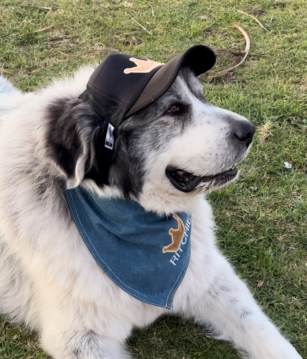 Dog Hat Large Breed All Black Crown Patch