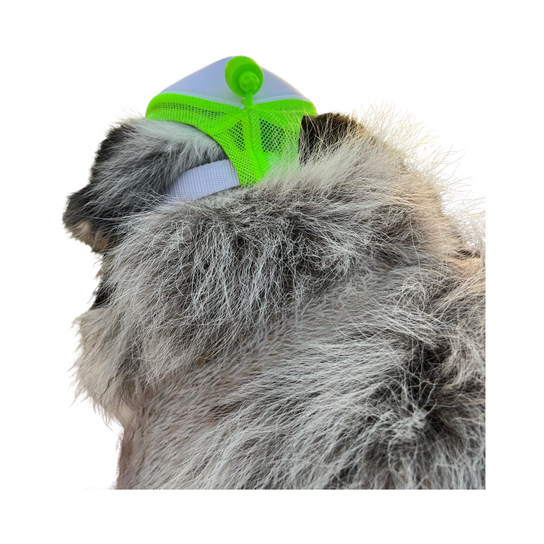 Dog Hat Large Breed Flashlight