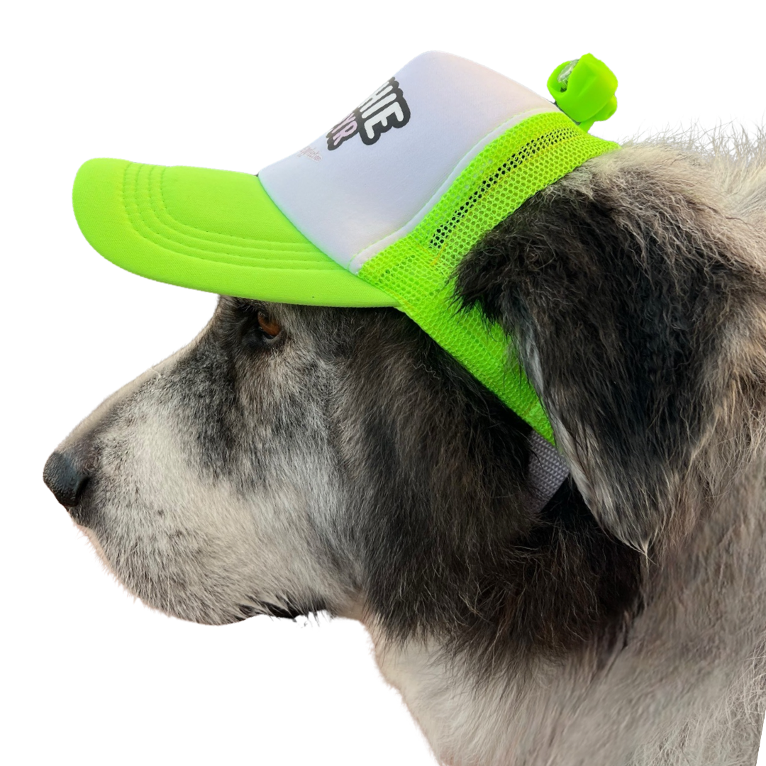 Dog Hat Large Breed Flashlight