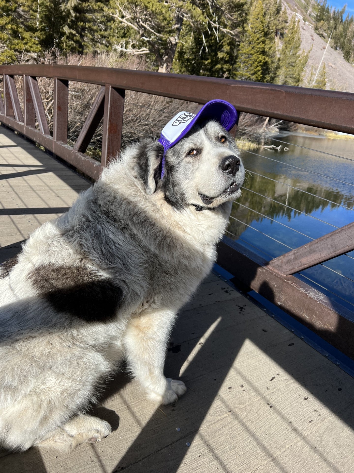 Dog Hat Large Breed Flashlight