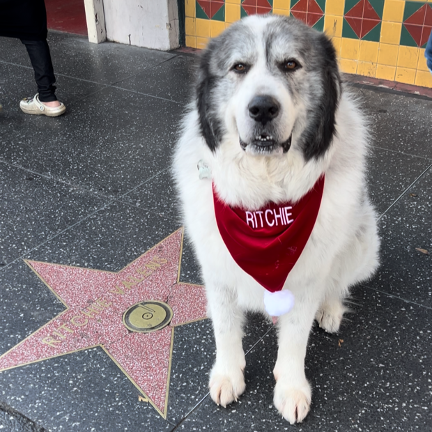 Pet Christmas Bandana Personalize your Pet's NAME