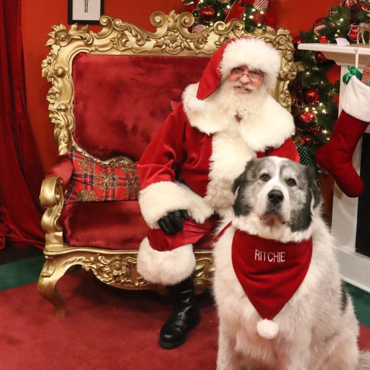 Pet Christmas Bandana Personalize your Pet's NAME