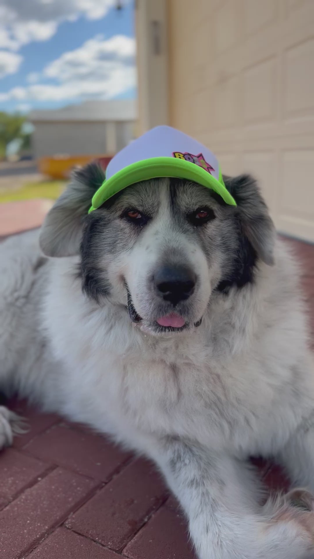 Big dog hats best sale