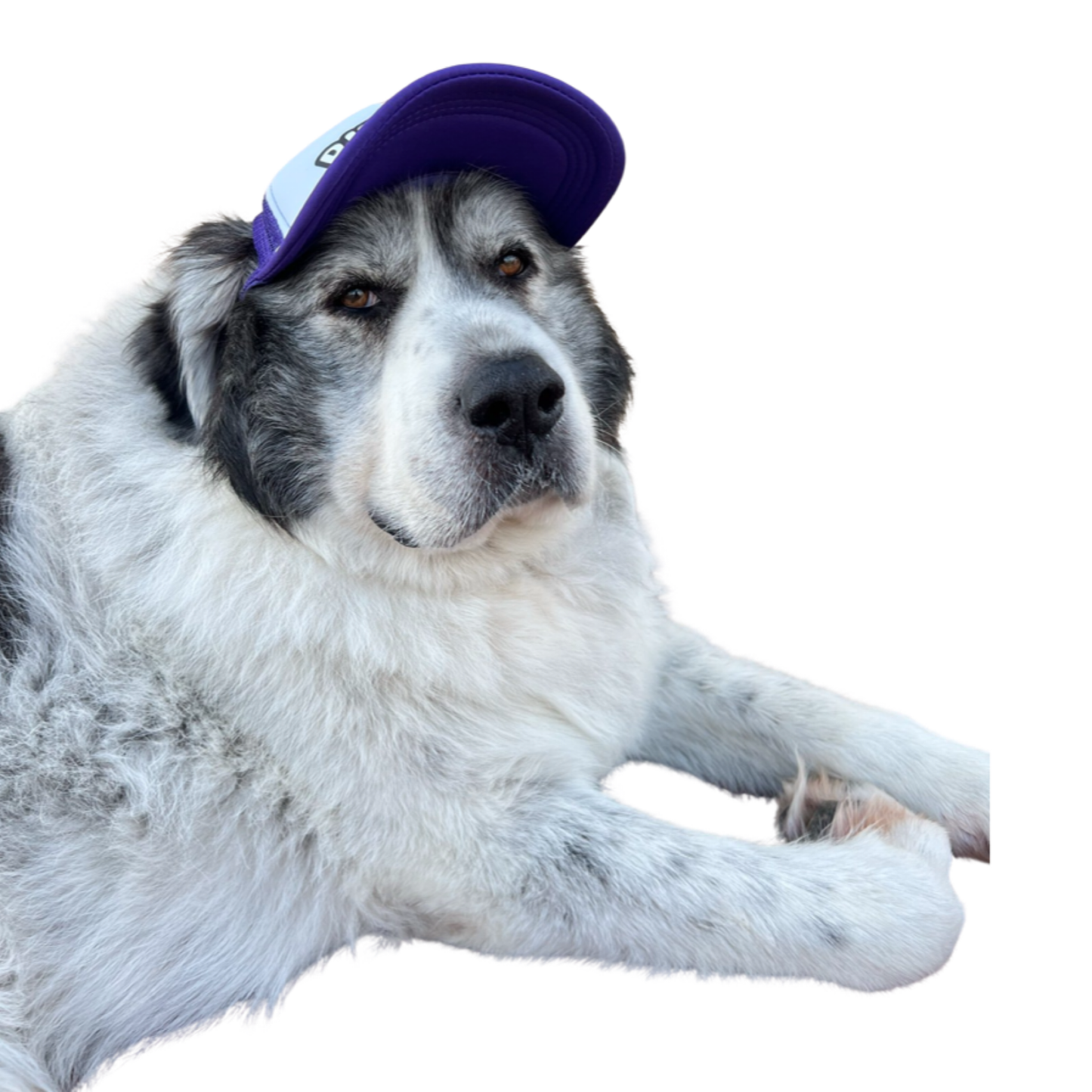 LOGO Dog Hat Large Breed