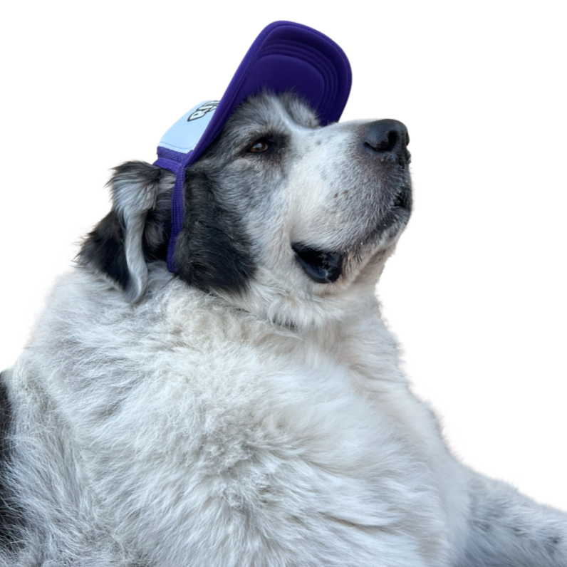 LOGO Dog Hat Large Breed