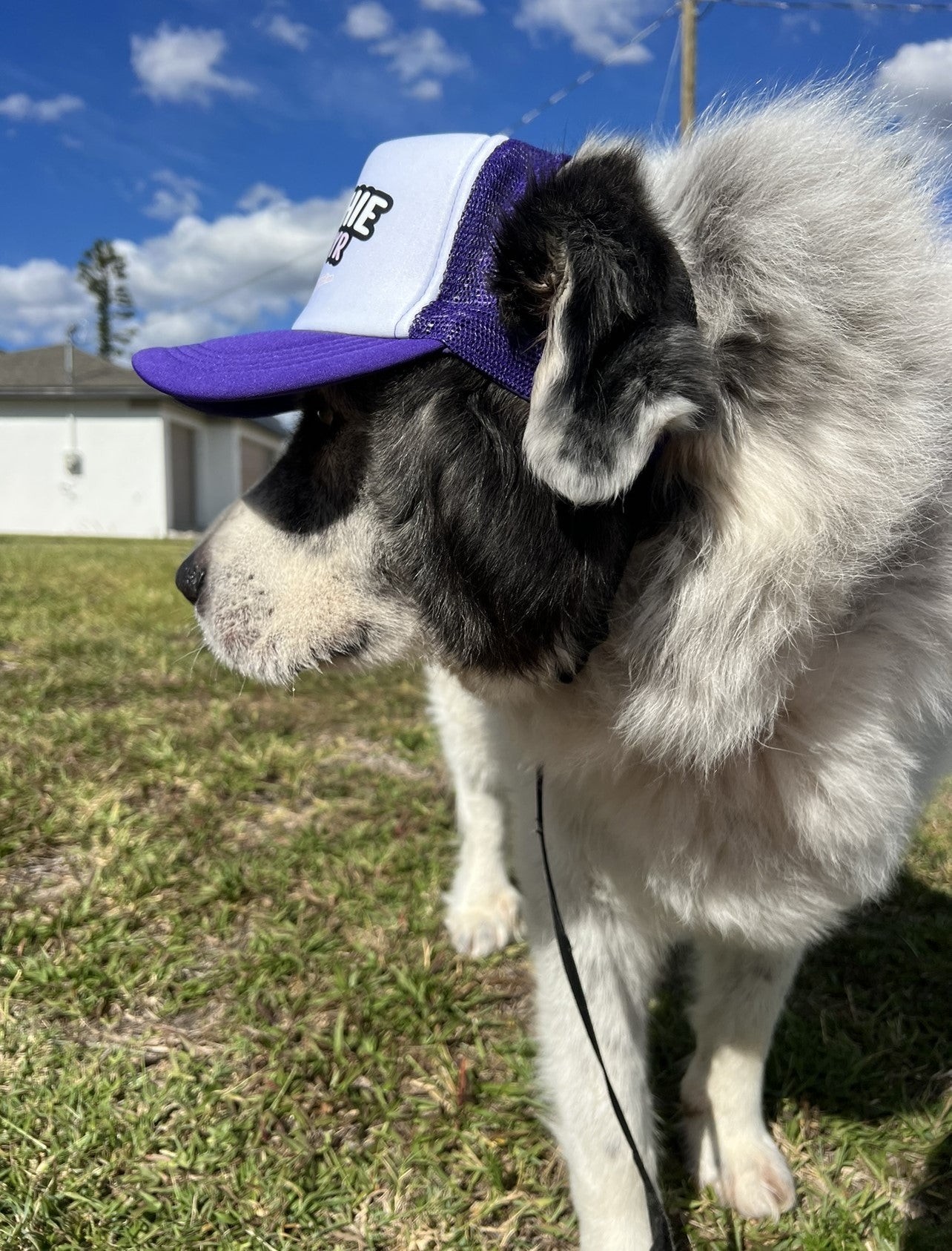 LOGO Dog Hat Large Breed