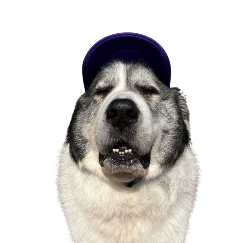 LOGO Dog Hat Large Breed