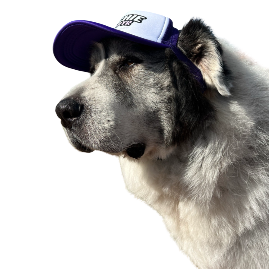 LOGO Dog Hat Large Breed