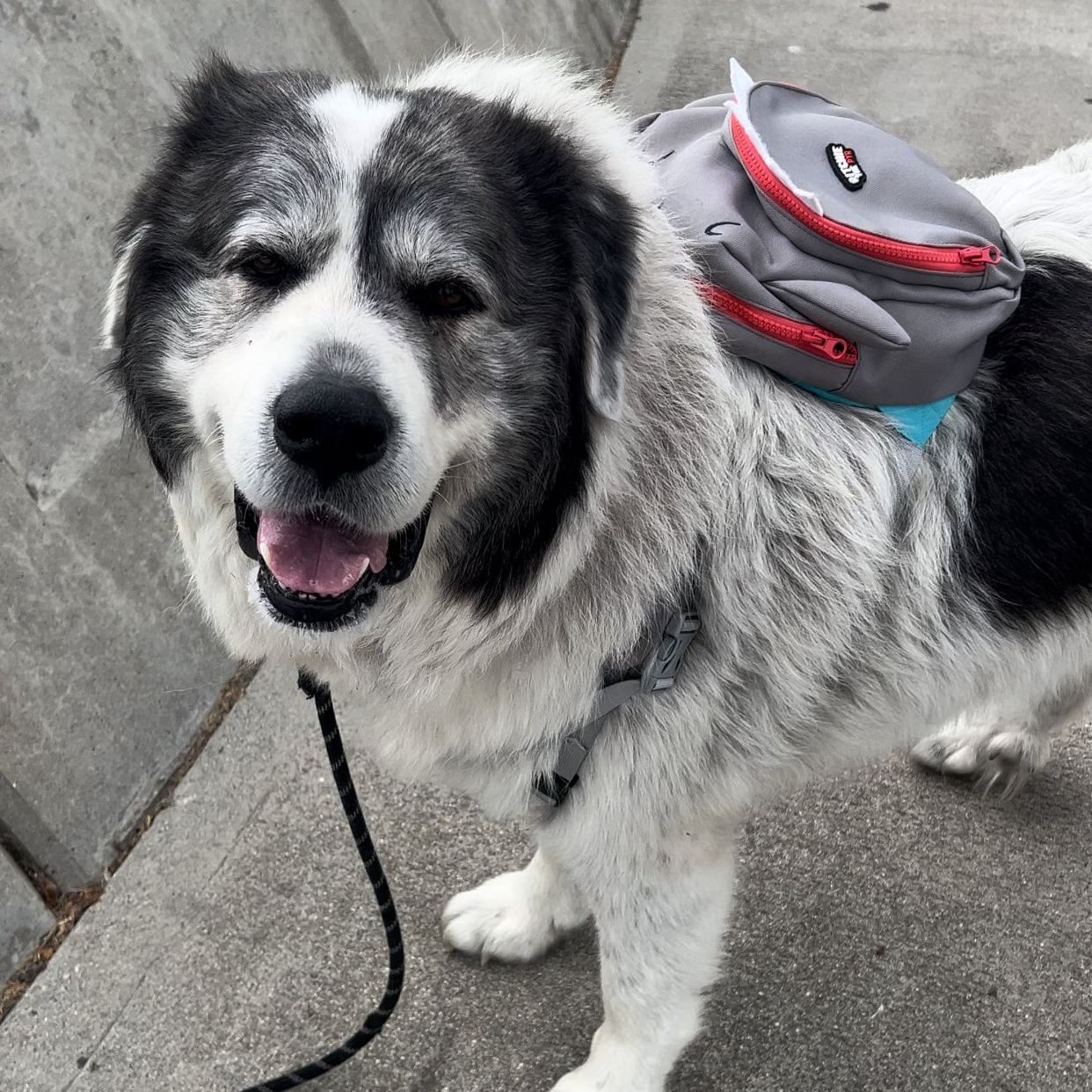 Shark Backpack HARNESS medium to large dogs