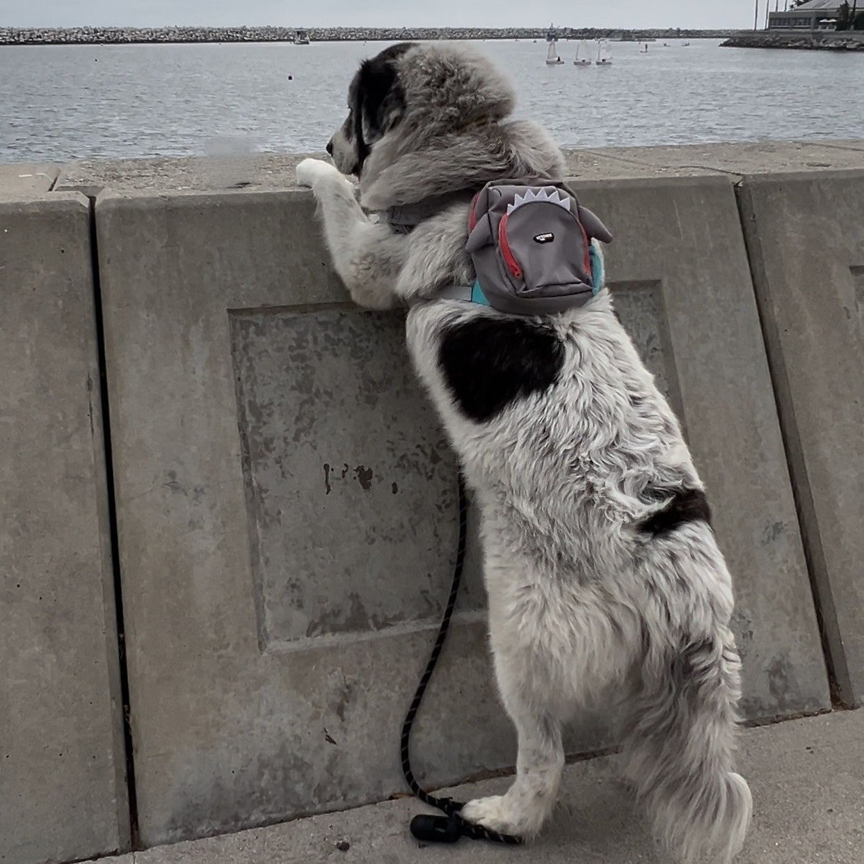 Shark Backpack HARNESS medium to large dogs