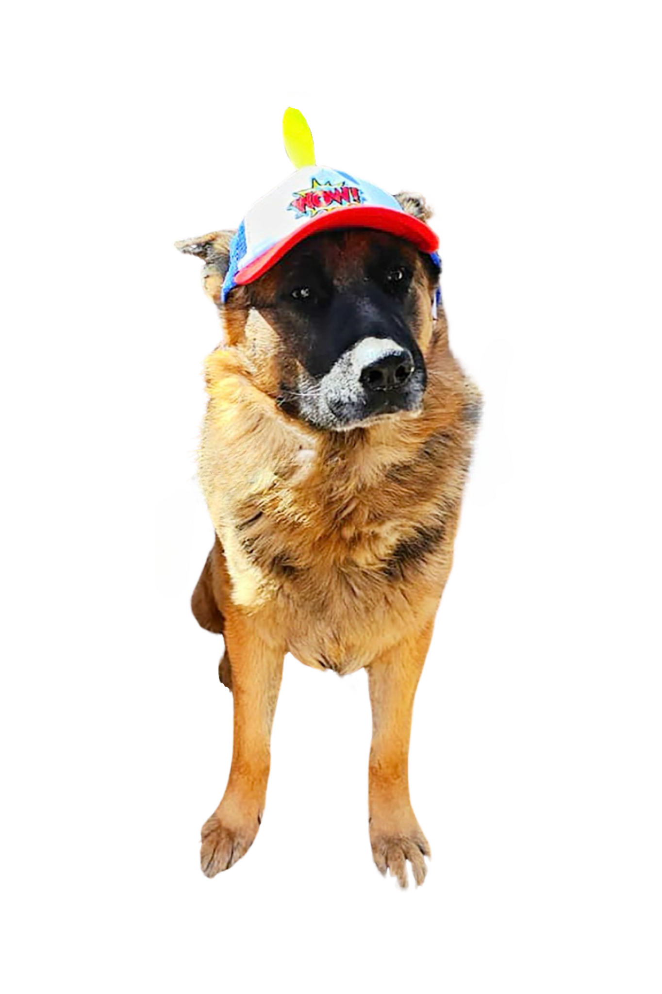 Wow Dog Hat large breed