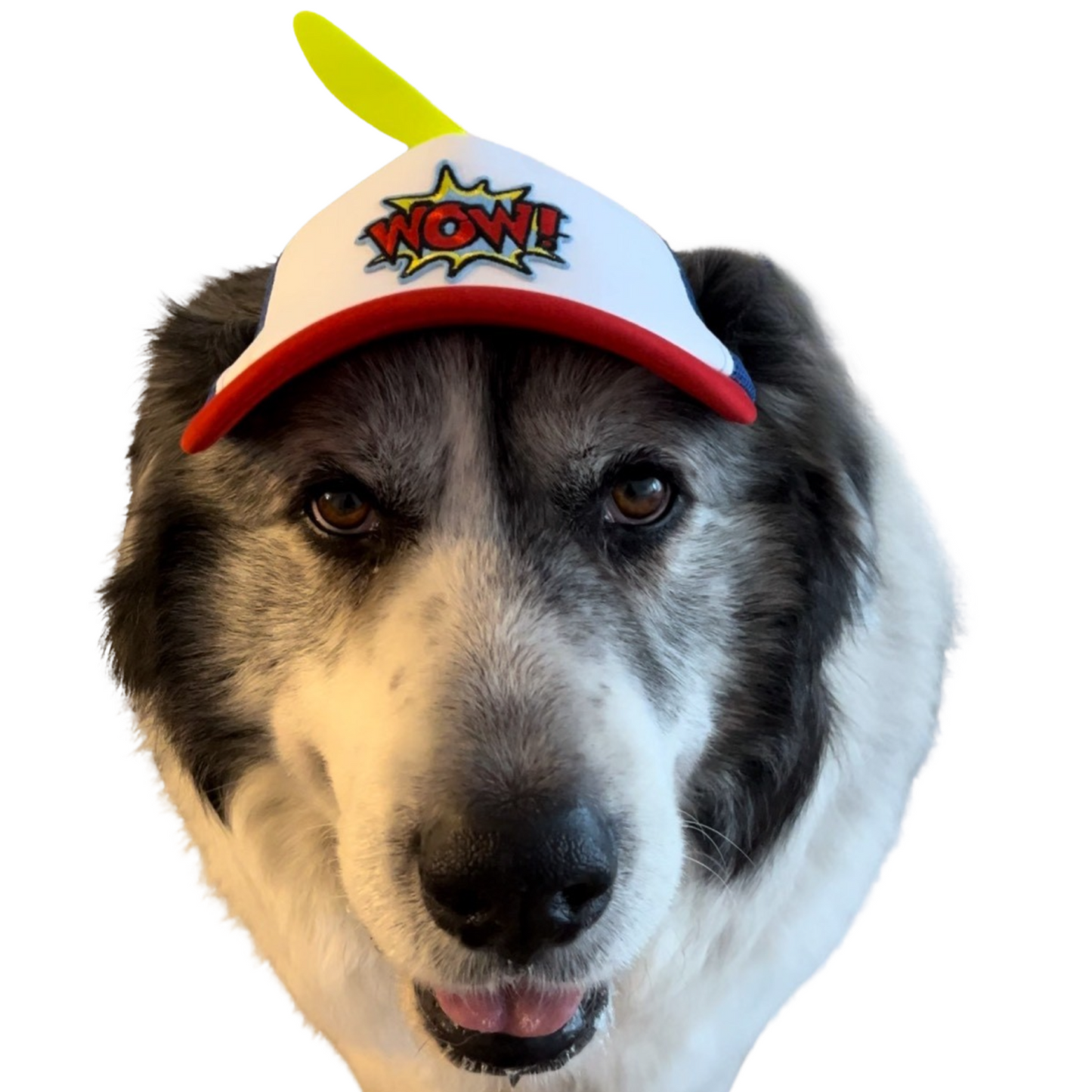 Wow Dog Hat large breed